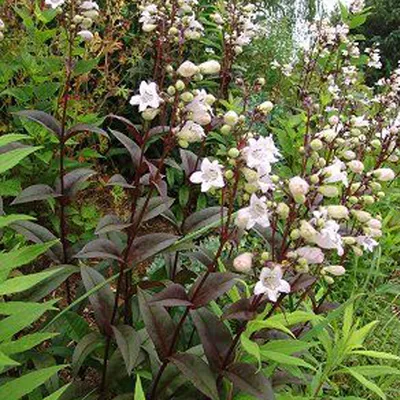 Produktbild von 6 x Fingerhutförmiger Bartfaden  - Penstemon digitalis 'Husker Red'  | Topf 9cm x 9cm