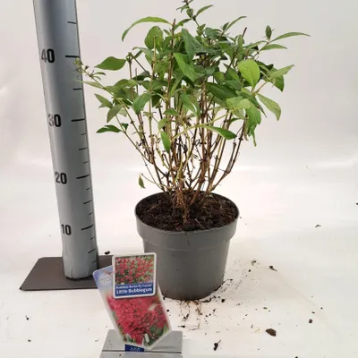 Immagine prodotto di Buddleja davidii 'Butterfly Candy® Little Bubbelgum' - Buddleja | 30-40 cm in vaso