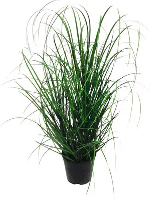 Obrázek produktu pro Umělá rostlina tráva v květináči 60 cm