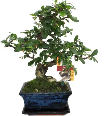 Zdjęcie produktu dla Bonsai Fukientee - Carmona microphylla - ok. 6 lat