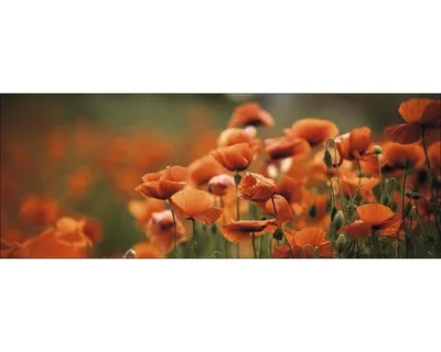 Produktbild von Glasbild Orange Poppies I 80x30 cm