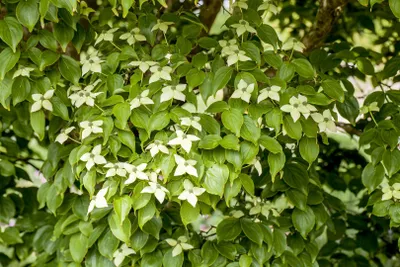 Produktbild von Cornus kousa chinensis 'Kreuzdame', Chinesischer Blumen-Hartriegel, 60–80 cm