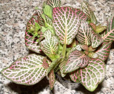 Produktbild von 1 Topf Fittonia argyronauta, rot, Sumpfpflanze