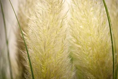 Produktbild von Cortaderia selloana 'Senior', Pampasgras, silbrig-weiß, 3-5 Liter Container