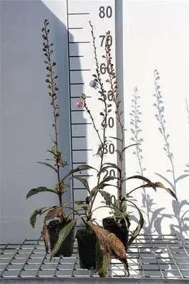Produktbild von 6 x Digitalis purpurea - Fingerhut - Topf 9 x 9 cm