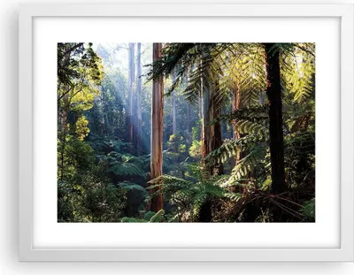 Produktbild von Gerahmtes Poster - Weißer Rahmen - Morgendämmerung Bäume Wald - 40x30 cm - Wand Bild - Wanddeko - Wandbilder - Kunstposter - Wandposter - Bilderrahmen - Bilder - Kunstdruck - P2WAA40x30-4403