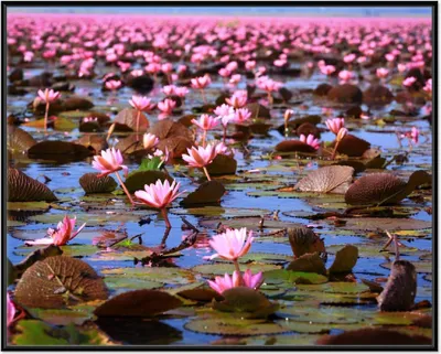 Produktbild von Wallario Wandbild Seerosenlandschaft mit rosa Blüten, Größe: 40,30 x 50,30 cm, Poster mit schwarzem Aluminiumrahmen