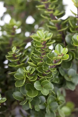 Produktbild von Ilex crenata 'Mariesii', Japanische Stechpalme, immergrün, 80–100 cm