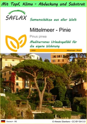 Produktbild von SAFLAX Garden to go - Mittelmeer - Pinie - Pinus pinea - 6 Samen - Mit Topf, Klima - Deckel und Anzuchtsubstrat