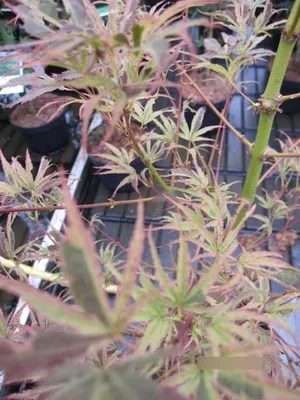 Produktbild von Japanischer Fächerahorn Manyo no Sato - Ahorn palmatum 80-100