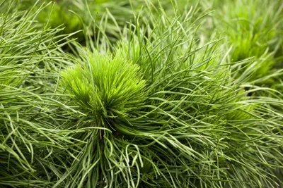 Produktbild von Pinus mugo 'Varella', Krummholz-Kiefer, mehrjährig, Krone, Stämmchen 40 cm