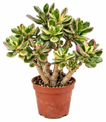 Produktbild von Crassula ovata variegata - Geldbaum in Bonsai-Form - 12cm Topf 35cm hoch