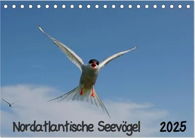 Produktbild von Nordatlantische Seevögel (Tischkalender 2025 DIN A5 quer), CALVENDO Monatskalender