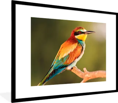 Produktbild von MuchoWow® Gerahmtes Poster Vögel - Bienenfresser - Regenbogen - Tiere 80x60 cm - Poster mit Schwarzem Bilderrahmen Wandposter Rahmen Foto Bilder - Schlafzimmer-Dekorationen - Fotoposter