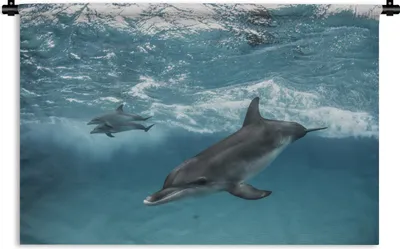 Produktbild von MuchoWow® Wandteppich Wandbehang Delfin - Wasser - Meer 90x60 cm Tapisserie Dekoration Wandtuch - Wandskulpturen - Bildteppich