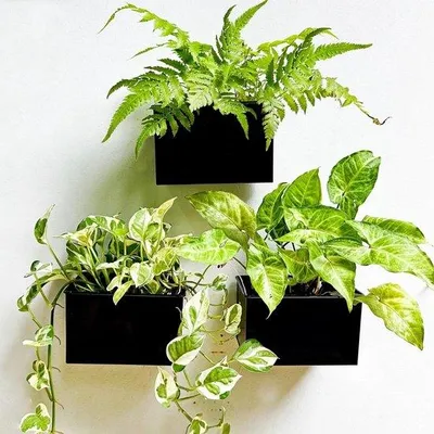 Image de Pots de fleurs en métal noir de 155 cm pour plantes succulentes