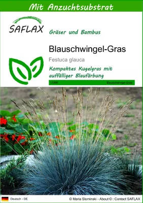 Produktbild von SAFLAX - Blauschwingel-Gras - Festuca glauca - 50 Samen - Mit keimfreiem Anzuchtsubstrat