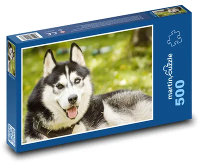 Obrázek produktu pro martinpuzzle - Puzzle 500 - Husky - pes