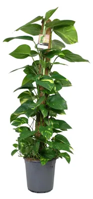 Immagine prodotto di Scindapsus Epipremnum - 110-120cm - Ø24cm - Pianta d'appartamento - Sempreverde