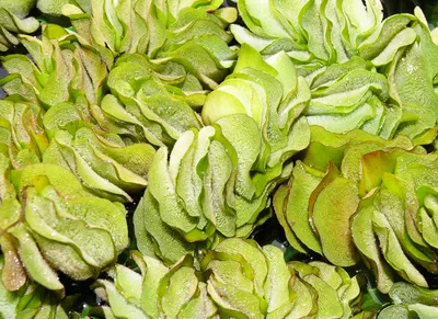 Produktbild von Grosse Portion Schwimmfarn (Salvinia Natans) 20 X 20 Cm