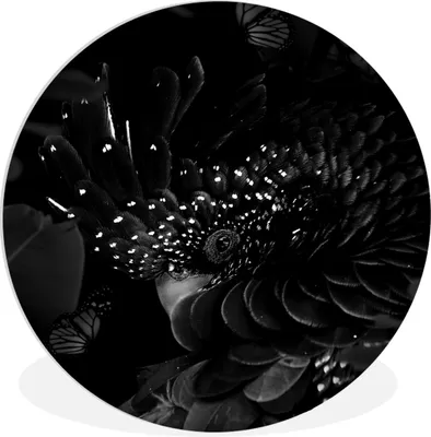 Produktbild von MuchoWow® Rundes Wandbild - Runde Bilder Nahaufnahme eines Kakadus, umgeben von Schmetterlingen - schwarz und weiß Ø 60 cm Kreis Wanddekoration Kunststoff - Wandkreis - Wandschmuck - Wand Kreis - Das Schlafzimmer - Die Bilder - Wandmalerei - Kunst für das Haus - das Plastik