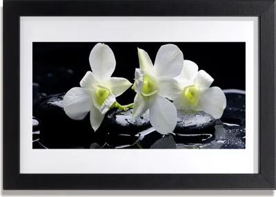Produktbild von Bild 30x20 MDF-Rahmen Wandkunst Rosa Orchidee