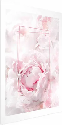 Produktbild von Posterpapier Poster - Fleeting Beauty 40x60 cm Blumen g-C-0159-ao-a