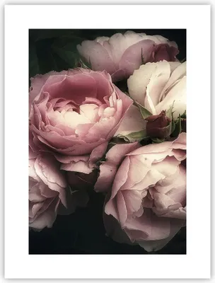 Produktbild von Poster - Poster ohne Rahmen - Pfingstrose Blume - 30x40 cm - Wand Bild - Wanddeko - Wandbilder - Kunstposter - Wandposter - Bilder - Kunstdruck - Wanddekoration - Wandbild - P2XPA30x40-3930