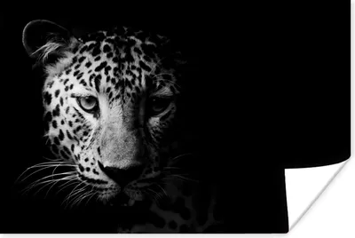 Produktbild von MuchoWow® Poster Panther - Wildtiere - Schwarz und weiß - Tiere 90x60 cm - Schlafzimmer