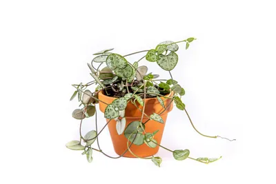 Obrázok produktu pre Gardners Ceropegia woodii, priemer 6 cm