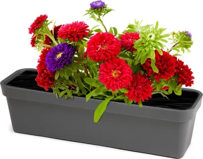Zdjęcie produktu dla Skrzynka Donica Doniczka Balkonowa LOBELIA 60cm z Podstawką Ogrodowa Antracyt