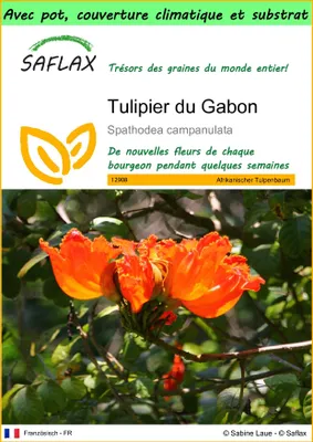 Image de SAFLAX Garden to go - Tulipier du Gabon - 30 graines - Spathodea