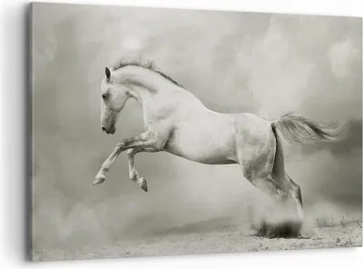 Produktbild von Bild auf Leinwand - Leinwandbild - Pferd Tier - 120x80cm - Wand Bild - Wanddeko - Wandbilder - Leinwanddruck - Bilder - Kunstdruck - Wanddekoration - Leinwand bilder - Wandkunst - AA120x80-3542