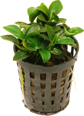 Produktbild von 1 Topf Bonsai-Speerblatt (Anubias nana petite)