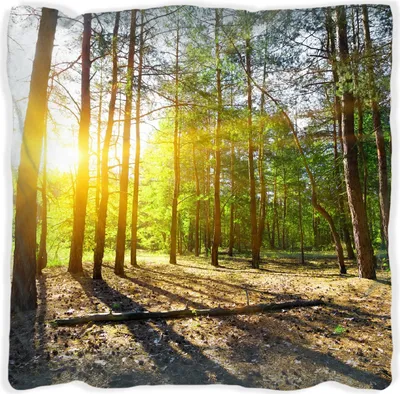 Produktbild von Wallario Premium Kissen, weiche Oberfläche, mit Motiv Sonnenstrahlen tief hinter dem Wald, Größe: 60 x 60 cm, mit weißer Rückseite
