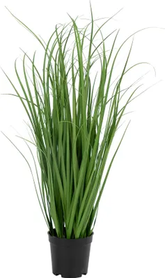 Produktbild von Poa-Gras