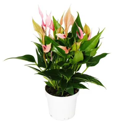 Immagine prodotto di Plame?ák kv?t - Anthurium andreanum - Anthurium - 12cm kv?tiná? - drobnokv?tý r?žov? kvetoucí - Lilie