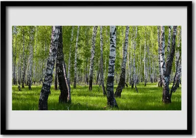 Produktbild von Bild 100x70 MDF-Rahmen Wandkunst Wald Bäume Natur