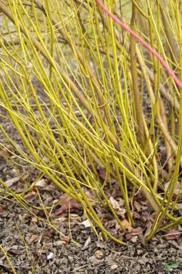 Produktbild von Cornus Flaviramea gelbholz Hartriegel gelbe Rinde Herbstfärbung versch. Größen, Größe:60-80 cm