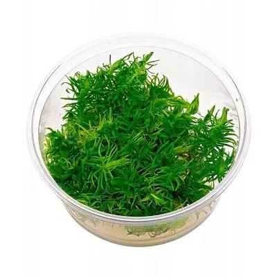 Produktbild von Pogostemon erectus deccanensis In-Vitro