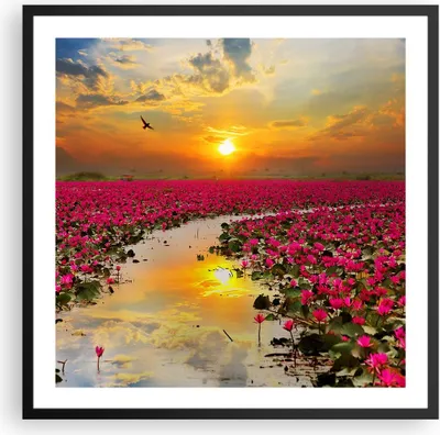Produktbild von Gerahmtes Poster - Schwarzer Rahmen - See Blumen - 60x60 cm - Wand Bild - Wanddeko - Wandbilder - Kunstposter - Wandposter - Bilderrahmen - Bilder - Kunstdruck - Wandbild - P2BAC60x60-3769