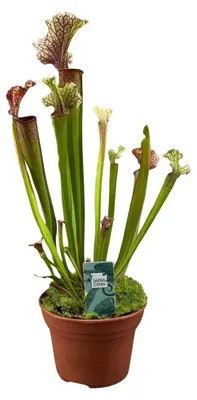 Produktbild von Sarracenia Judith Hindle - Ø12cm - ↕30 cm