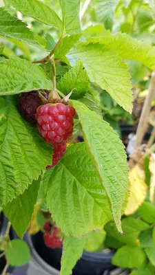 Image de Rubus idaeus 'Zeva' / Framboisier 'Zeva' (Remontant)