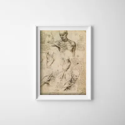Produktbild von Poster - Canvas - Leinwand - 29,7 cm x 42 cm - Da Vinci Muskeln