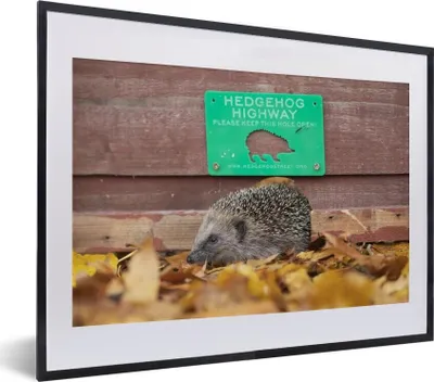 Produktbild von MuchoWow® MuchoWow® Gerahmtes Poster Igel läuft durch den Zaun 40x30 cm - Poster mit zchwarzem Bilderrahmen - Bilderrahmen - Poster im Rahmen