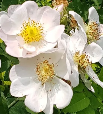Image de Rosa multiflora 'Inermis' / Rosier multiflore