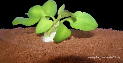 Produktbild von 15 Bunde Cryptocoryne Lingua, Wasserkelch