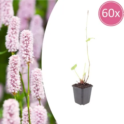 Produktbild von Persicaria bistorta | 60 Stück - 10-25cm - Ø9cm - Gartenpflanze