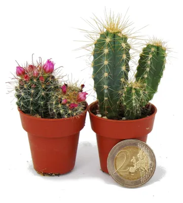 Produktbild von Mini-Kakteen und -Sukkulenten – Set mit 20 Pflanzen