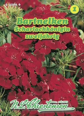 Artikelbild 1 von 'Bartnelke Scharlachkönigin' aus der Kategorie Nelkensamen